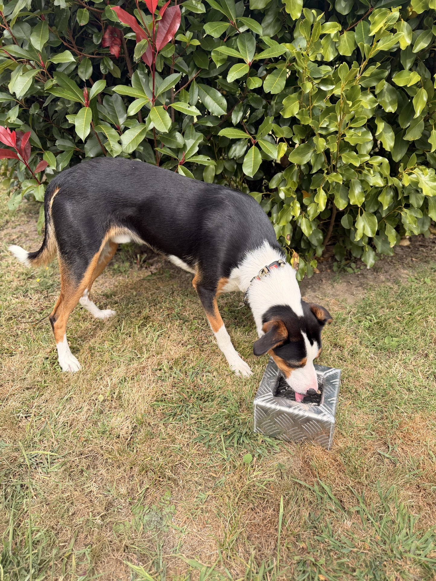 Splashproof Dog Bowl – 3L Capacity (Marine-Grade Aluminium)