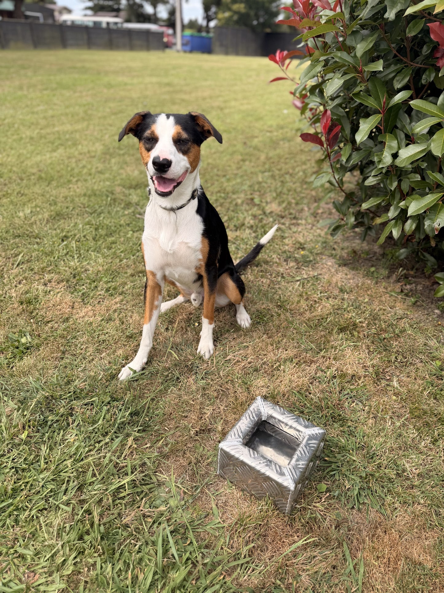 Splashproof Dog Bowl – 3L Capacity (Marine-Grade Aluminium)